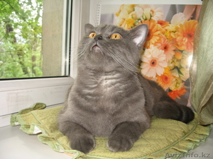 Британский короткошерстный кот #51600