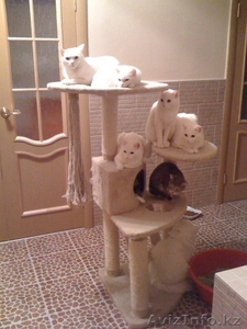 Ищу новых хозяев для кошек и котов #57832