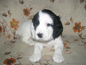 щенки руского спаниеля #48305