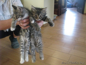 продам за 100 тенге #52528