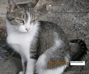 Отдадим даром котят в Алмате #55708