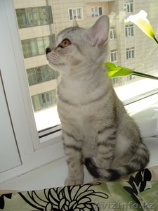 Котята скоттиш-страйт #56675