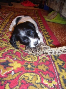 щенков русского спаниеля #57300