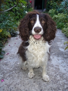 Русский спаниель ищет подругу для вязки #54044