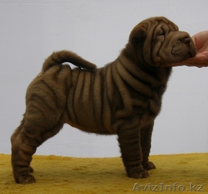 шар-пея щенки различных окрасов от титулованных производителей #50381