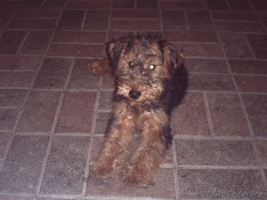 Продам щенка Вельш-терьера #58504