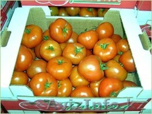 Польские помидоры и паприка крупным оптом  #54343