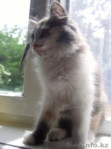 Самый милый в мире котенок ищет новый дом! #50963