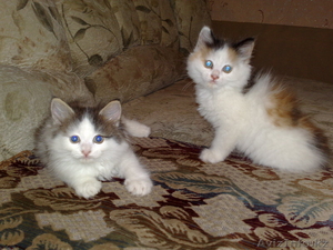 Весёлые котята  #61174