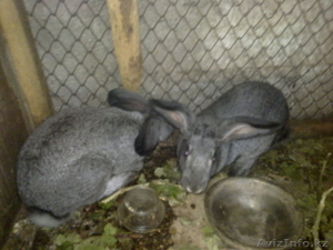 !!! Кролики серые !! Баумана 55 звоните : #73790