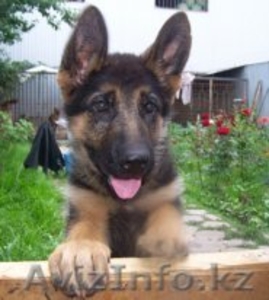 Немецкой овчарки #70746