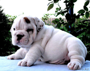 Английский бульдог щенки Утверждение #69224