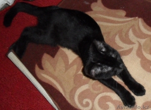 Котенок в добрые руки #61376