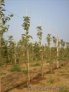 Плуги,  культиваторы,  сеялки #64650