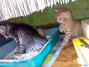 Отдам котят в надежные руки #63487