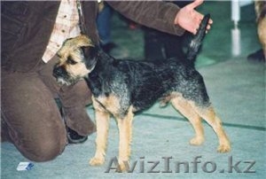 Щенки БОРДЕРТЕРЬЕР #68756