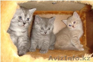 Элитные Британскте Котята #64305