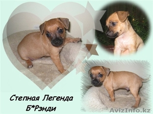 Продам щенков той терьера #66579