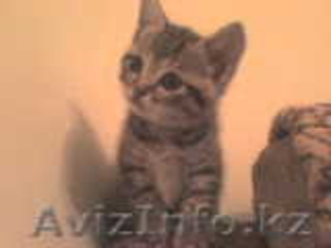 британские котята в добрые руки #73866