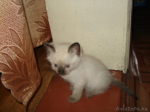 Любимый питомец #66561