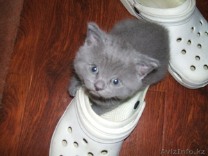 Продам котят британцев голубых #61290