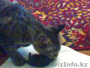 Отдам кошку-крысолова #60840