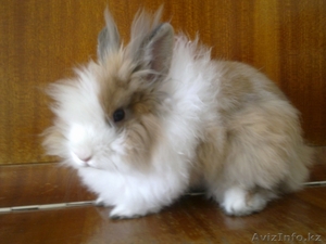 продам львиноголового кролика #64434
