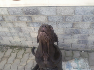 Мастино -Наполенано #62916