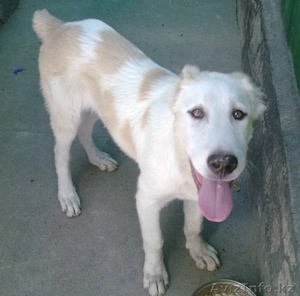 Алабая 5, 5 месяцев,  кабель,  привит #66369