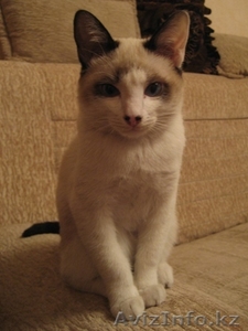 СРОЧНО ОТДАДИМ ЛЮБИМОГО КОТЁНКА #65905