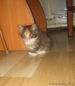 Пристрою котят? отдам в хорошие руки #70053