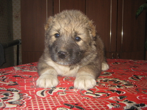 Щенки северо-кавказского волкодава от тестовых Чемпионов  Кавказа иДагестана. #74082