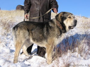 Щенки Среднеазиатской овчарки #60921