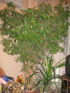 ФИКУС БЕНЖАМИНА #62586