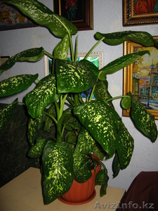 Продам диффенбахию #61378
