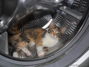 Отдадим в хорошие руки #71263