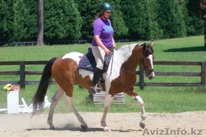 Пятнистый фриесиан мерин и кобыла Продается #63363