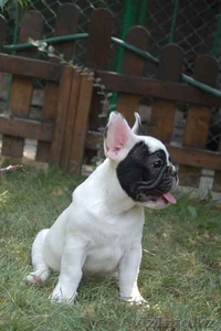 Французский бульдог #70577