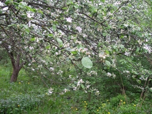 Дом рядом с Москвой #74054