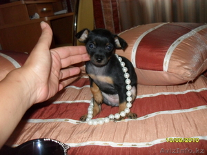 той-терьер продам #49038