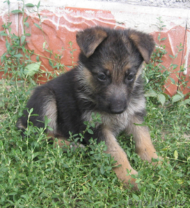 Немецкие овчерята #70525