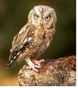 ДЕКАРАТИВНАЯ СОВА 