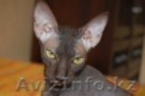 Отдам в хорошие руки полуторогодовалую кошечку породы Канадский сфинкс #67755