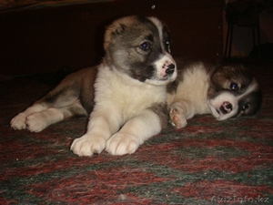 Продам щенков САО (Алабай) #19268