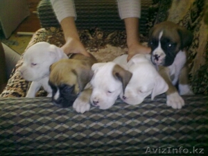 Породам щенков породы боксер #71450
