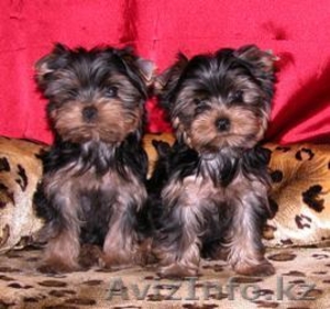 2 йоркширских щенков для продажи.... #65787