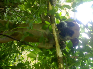 пордам щенков питбуля ,          продам                                           #78619