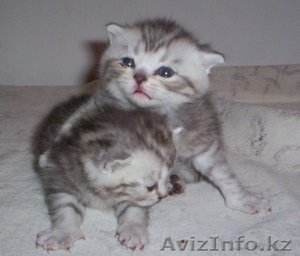 Они хотят стать Вашими! #78384