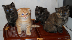 Британские короткошерстные-3 (страйт) и шотландский вислоухий-1 #80402
