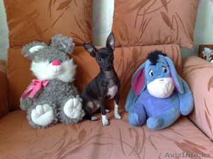 чудо щенок той-терьера #84689